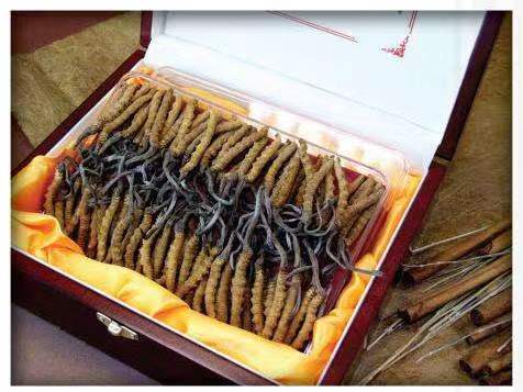 南关冬虫夏草回收